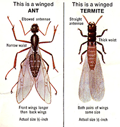 Termite damage